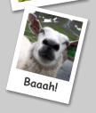 Baaah!